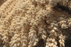 Elche_Expo_-4