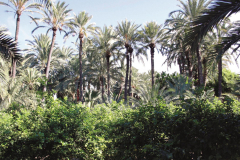Elche_Expo_-6