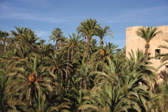 Elche_Expo_-9
