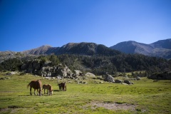 alca_20130904_0909_vall_madriu_perafita_claror