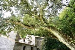 Convento-dos-Capuchos.Fot_.Maria-Teresa-CaetanoJPG